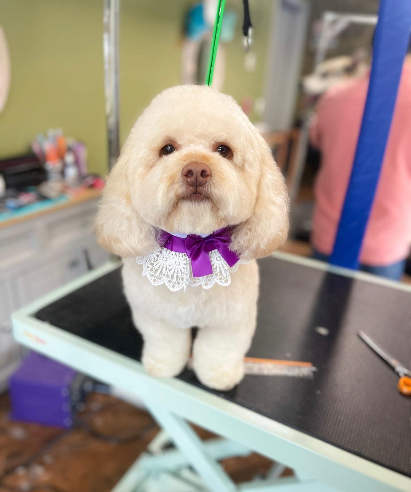 Magic Groomer recent grooming result