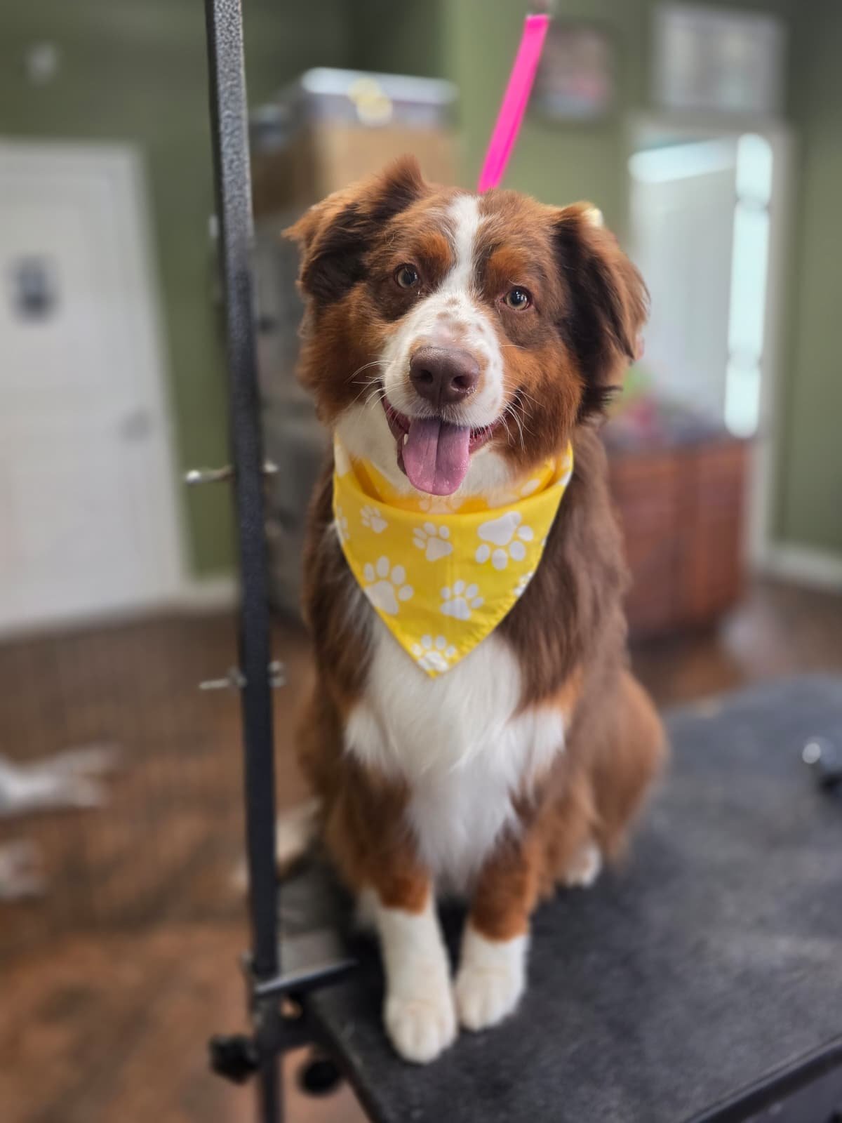 Magic Groomer recent grooming result