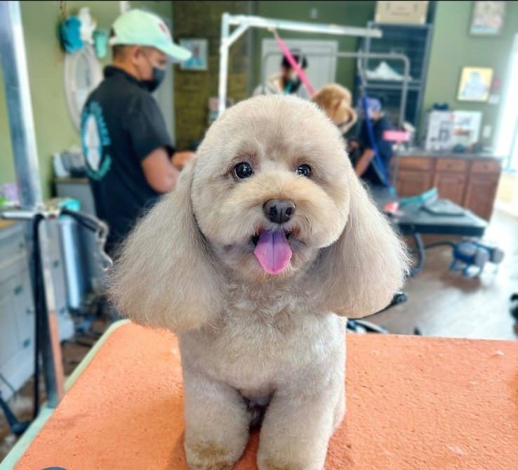 Magic Groomer recent grooming result