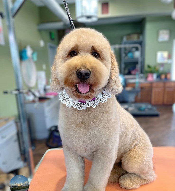 Magic Groomer recent grooming result