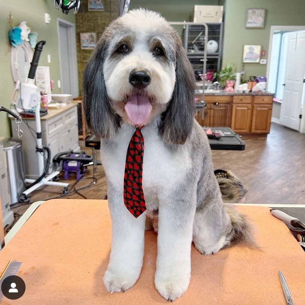 Magic Groomer recent grooming result